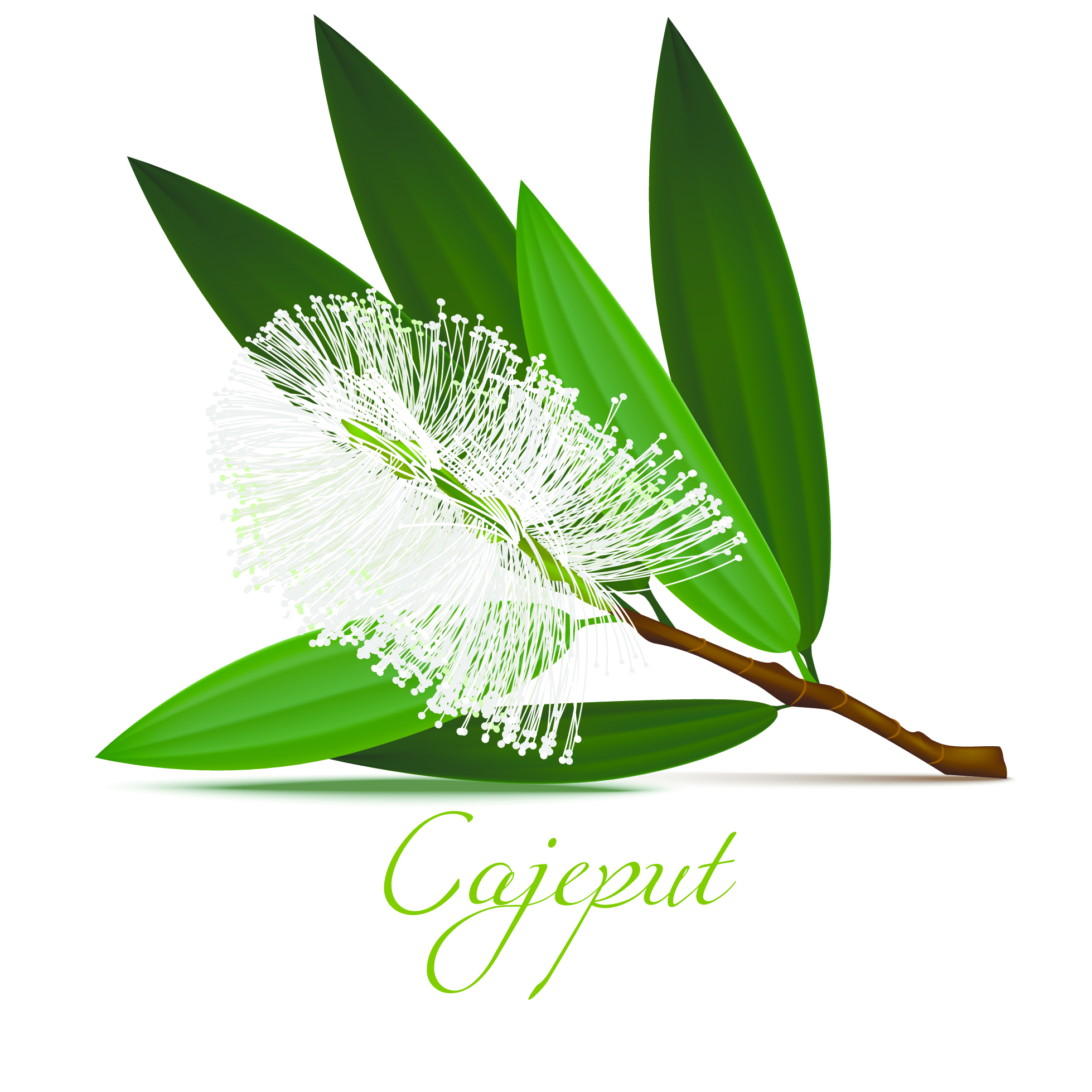 Ätherisches Öl Cajeput 20ml